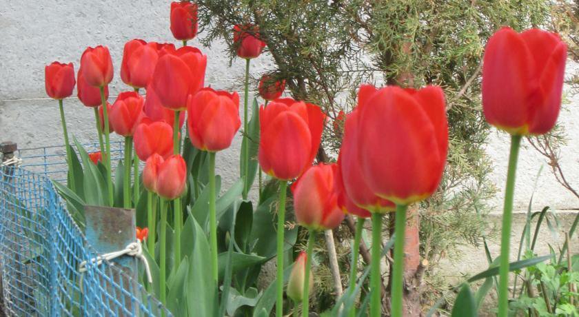 Гостиница Guest House Liliya Коктебель-38